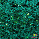 The Glitter Guy Hunter | Chunky Glitter