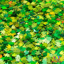 Not the Mama - The Glitter Guy - Shape Glitter