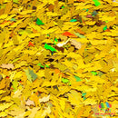 Avada Kedavra - The Glitter Guy - Shape Glitter